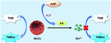 Graphical abstract: A catalytic reaction-based colorimetric assay of alkaline phosphatase activity based on oxidase-like MnO2 microspheres