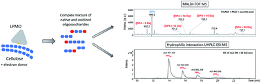 Graphical abstract: Combination of MALDI-TOF MS and UHPLC-ESI-MS for the characterization of lytic polysaccharide monooxygenase activity