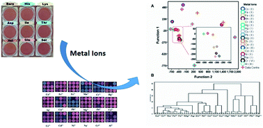 Graphical abstract: Amino acid-modulating gold nanoparticle sensor array: an express metal ion recognition system