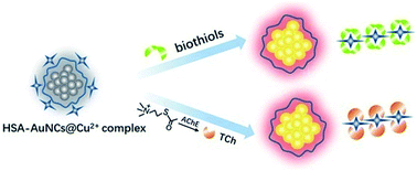 Graphical abstract: A simple and sensitive fluorescence assay for biothiol and acetylcholinesterase activity detection based on a HSA–AuNCs@Cu2+ complex