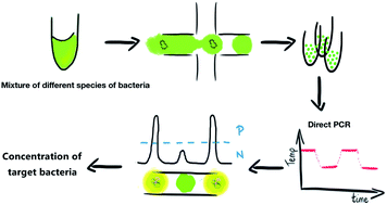 Graphical abstract: Direct droplet digital PCR (dddPCR) for species specific, accurate and precise quantification of bacteria in mixed samples