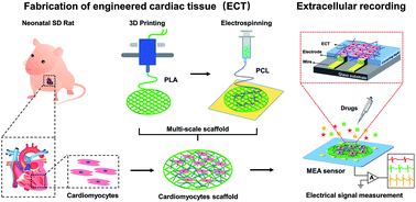 Graphical abstract: Extracellular recordings of bionic engineered cardiac tissue based on a porous scaffold and microelectrode arrays