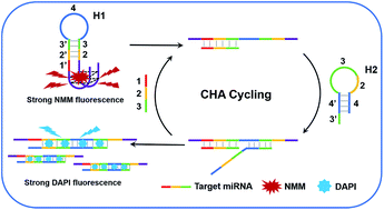 Graphical abstract: Label-free and ratiometric detection of microRNA based on target-induced catalytic hairpin assembly and two fluorescent dyes