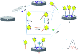 Graphical abstract: Development of an electrochemical aptasensor using Au octahedra and graphene for signal amplification