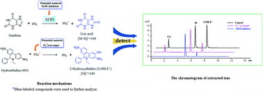 Graphical abstract: A novel method for simultaneously screening superoxide anion scavengers and xanthine oxidase inhibitors using hydroethidine as a fluorescent probe coupled with high-performance liquid chromatography-mass spectrometry