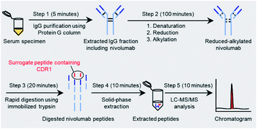 Graphical abstract: Quantitative LC-MS/MS method for nivolumab in human serum using IgG purification and immobilized tryptic digestion