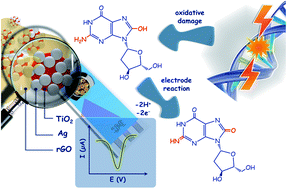 Graphical abstract: An Ag–TiO2–reduced graphene oxide hybrid film for electrochemical detection of 8-hydroxy-2′-deoxyguanosine as an oxidative DNA damage biomarker