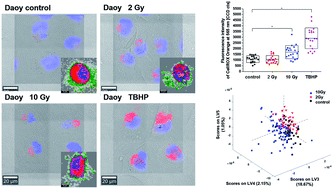 Graphical abstract: Monitoring the effect of therapeutic doses of gamma irradiation on medulloblastoma by Raman spectroscopy