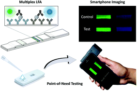 Graphical abstract: A multicolor multiplex lateral flow assay for high-sensitivity analyte detection using persistent luminescent nanophosphors