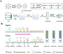 Graphical abstract: A quadruple-label time-resolved fluorescence immunochromatographic assay for simultaneous quantitative determination of three mycotoxins in grains