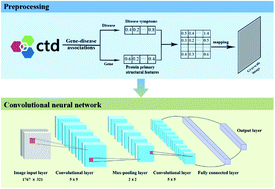 Graphical abstract: A deep learning approach to identify association of disease–gene using information of disease symptoms and protein sequences