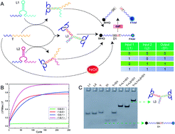 Graphical abstract: Designing logic gates based on 3-way DNAzyme complex