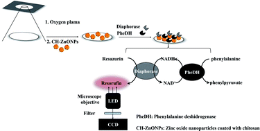 Graphical abstract: A nanostructured paper-based device for phenylalanine neonatal screening by LED-induced fluorescence