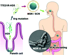 Graphical abstract: Succinylated casein-coated peptide-mesoporous silica nanoparticles as an antibiotic against intestinal bacterial infection