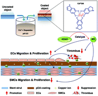 Graphical abstract: A facile dopamine-mediated metal-catecholamine coating for therapeutic nitric oxide gas interface-catalytic engineering of vascular devices