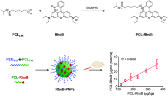 Graphical abstract: Incorporation of a rhodamine B conjugated polymer for nanoparticle trafficking both in vitro and in vivo