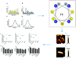 Graphical abstract: Short, symmetric-helical peptides have narrow-spectrum activity with low resistance potential and high selectivity
