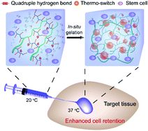 Graphical abstract: Quadruple hydrogen bonds and thermo-triggered hydrophobic interactions generate dynamic hydrogels to modulate transplanted cell retention