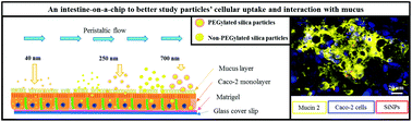 Graphical abstract: Uptake of silica particulate drug carriers in an intestine-on-a-chip: towards a better in vitro model of nanoparticulate carrier and mucus interactions