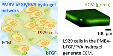 Graphical abstract: Hybridization of a phospholipid polymer hydrogel with a natural extracellular matrix using active cell immobilization