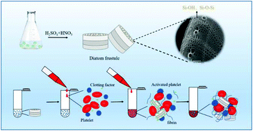 Graphical abstract: Influence of the physicochemical characteristics of diatom frustules on hemorrhage control