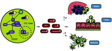 Graphical abstract: Ceria nanoparticles promoted the cytotoxic activity of CD8+ T cells by activating NF-κB signaling