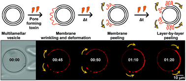 Graphical abstract: Membrane deformation and layer-by-layer peeling of giant vesicles induced by the pore-forming toxin pneumolysin