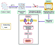 Graphical abstract: Paclitaxel-loaded pH responsive hydrogel based on self-assembled peptides for tumor targeting