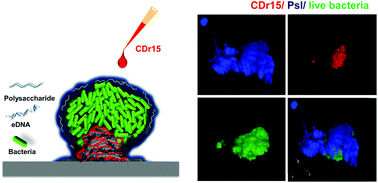 Graphical abstract: Visualizing biofilm by targeting eDNA with long wavelength probe CDr15
