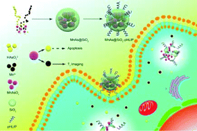 Graphical abstract: An extracellular pH-driven targeted multifunctional manganese arsenite delivery system for tumor imaging and therapy