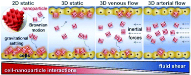 Graphical abstract: Probing cell–nanoparticle (cubosome) interactions at the endothelial interface: do tissue dimension and flow matter?