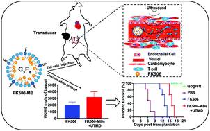 Graphical abstract: Improving acute cardiac transplantation rejection therapy using ultrasound-targeted FK506-loaded microbubbles in rats