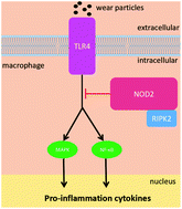 Graphical abstract: NOD2 negatively regulated titanium particle-induced osteolysis in mice