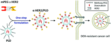 Graphical abstract: Enhanced drug internalization and therapeutic efficacy of PEGylated nanoparticles by one-step formulation with anti-mPEG bispecific antibody in intrinsic drug-resistant breast cancer