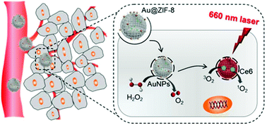 Graphical abstract: Au nanoparticles with enzyme-mimicking activity-ornamented ZIF-8 for highly efficient photodynamic therapy