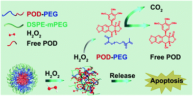 Graphical abstract: H2O2-responsive nano-prodrug for podophyllotoxin delivery