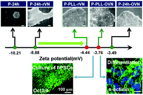 Graphical abstract: Xeno-free and feeder-free culture and differentiation of human embryonic stem cells on recombinant vitronectin-grafted hydrogels