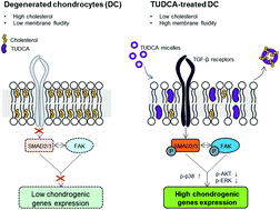 Graphical abstract: Tauroursodeoxycholic acid (TUDCA) counters osteoarthritis by regulating intracellular cholesterol levels and membrane fluidity of degenerated chondrocytes