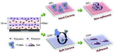 Graphical abstract: Surface sulfonates lock serum albumin into a “hard” corona