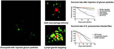 Graphical abstract: Yeast glucan particles enable intracellular protein delivery in Drosophila without compromising the immune system