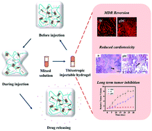 Graphical abstract: Dual-loaded, long-term sustained drug releasing and thixotropic hydrogel for localized chemotherapy of cancer