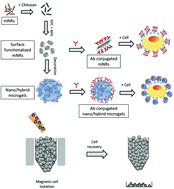 Graphical abstract: Efficient targeted cancer cell detection, isolation and enumeration using immuno-nano/hybrid magnetic microgels