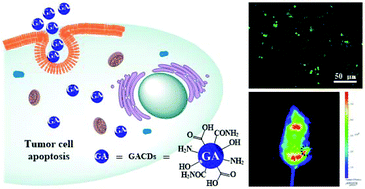 Graphical abstract: Synthesis of dual functional gallic-acid-based carbon dots for bioimaging and antitumor therapy