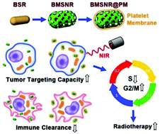 Graphical abstract: Platelet-membrane-camouflaged bismuth sulfide nanorods for synergistic radio-photothermal therapy against cancer