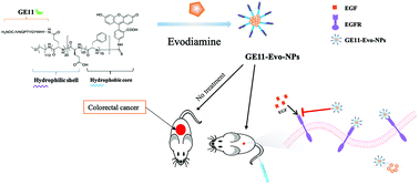 Graphical abstract: Development of EGFR-targeted evodiamine nanoparticles for the treatment of colorectal cancer