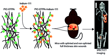 Graphical abstract: Monitoring 111In-labelled polyisocyanopeptide (PIC) hydrogel wound dressings in full-thickness wounds