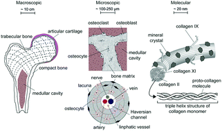 Graphical abstract: Biopolymers as bone substitutes: a review