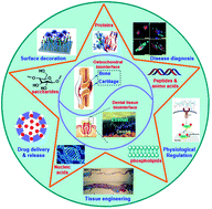 Graphical abstract: Advances in biomolecule inspired polymeric material decorated interfaces for biological applications
