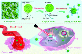 Graphical abstract: A chloroplast-inspired nanoplatform for targeting cancer and synergistic photodynamic/photothermal therapy