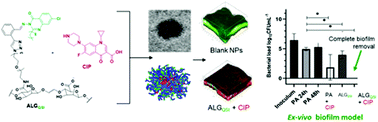 Graphical abstract: Dual bioresponsive antibiotic and quorum sensing inhibitor combination nanoparticles for treatment of Pseudomonas aeruginosa biofilms in vitro and ex vivo